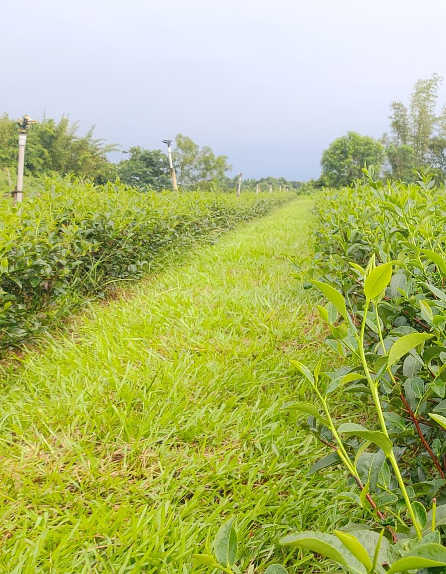 Our organic tea garden in Mingjian, Nantou